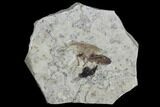 Fossil March Fly (Plecia) - Green River Formation #95831-1